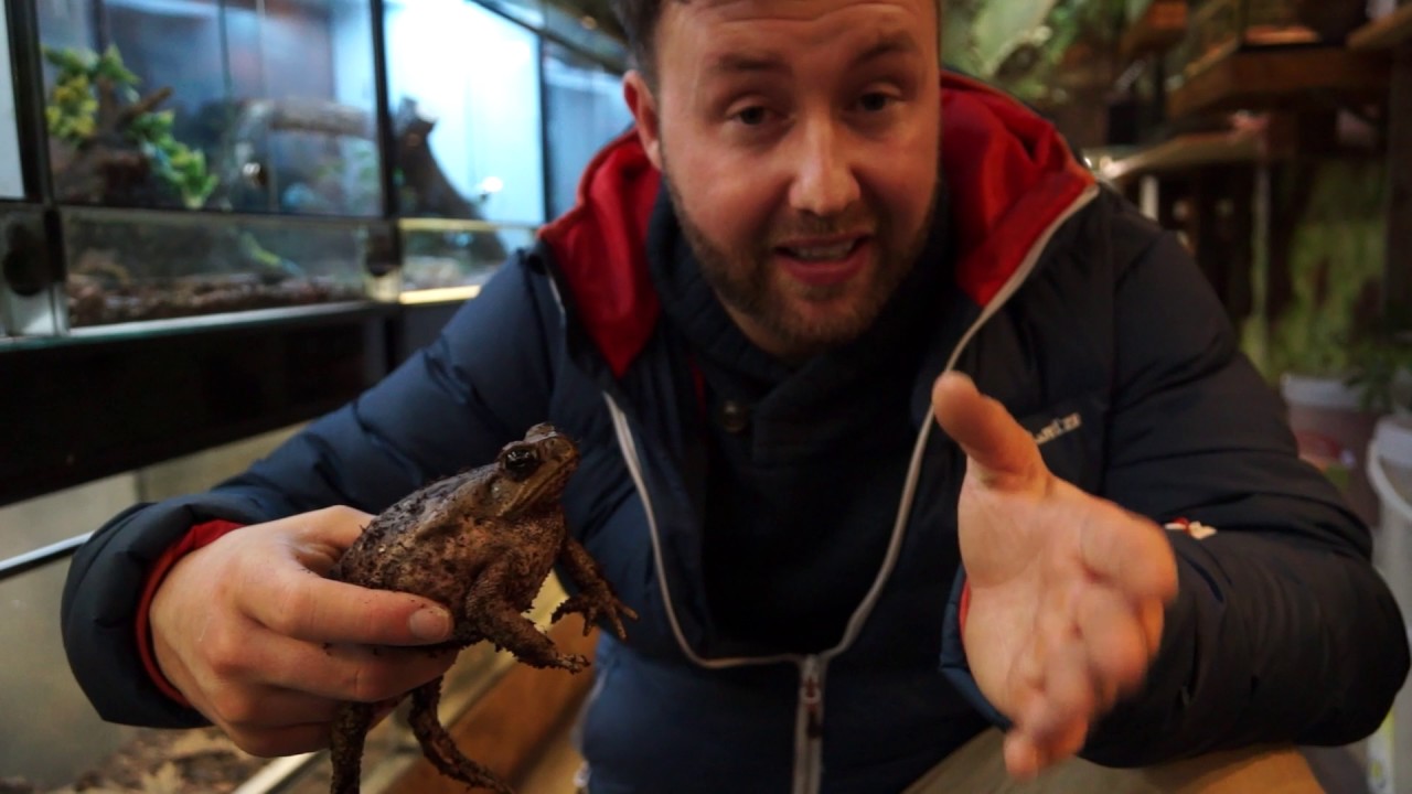 Terraristik Reinshagen - Die Aga-Kr&ouml;te