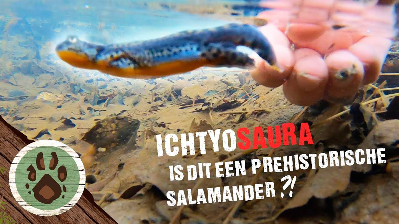 Oog in Oog met een LEVENDE DINOSAURUS? – Schattigste salamander OOIT