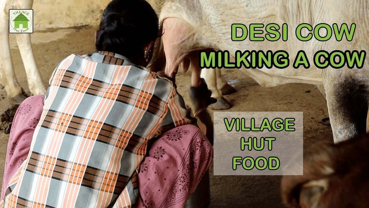 MILKING A DESI COW || VILLAGE STYLE || VILLAGE GIRL || HUT FOOD