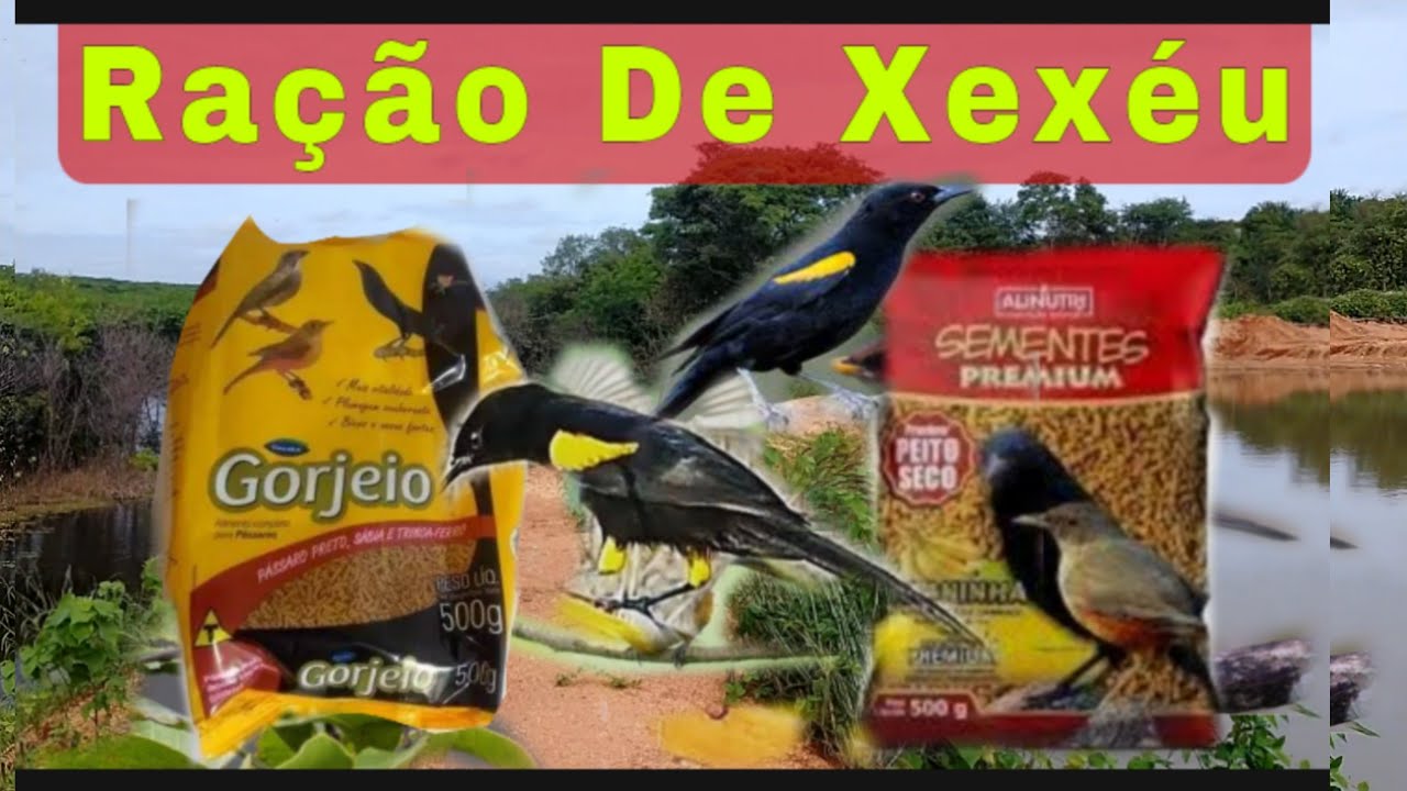 RAÇÃO PRA XEXÉU DE BANANEIRA E CORRUPIÃO