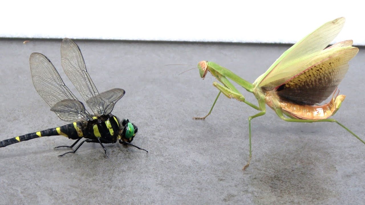 腹ペコのカマキリにオニヤンマを見せると...