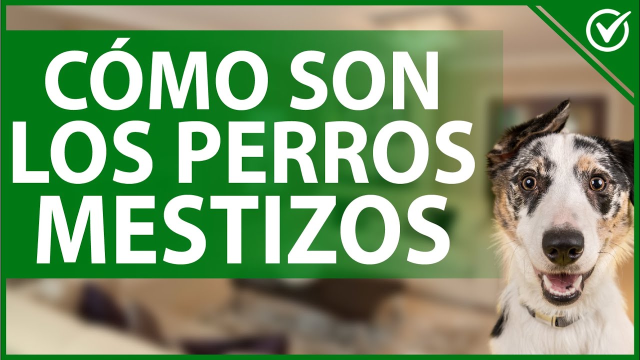 🐶 Perros Mestizos - Promedio de Vida, Características y Cómo Identificarlos 🐶🐕