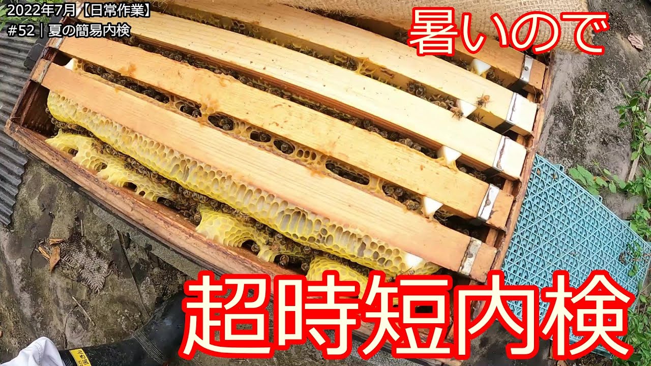 No52【日常作業】夏の簡易内検(超時短内検)