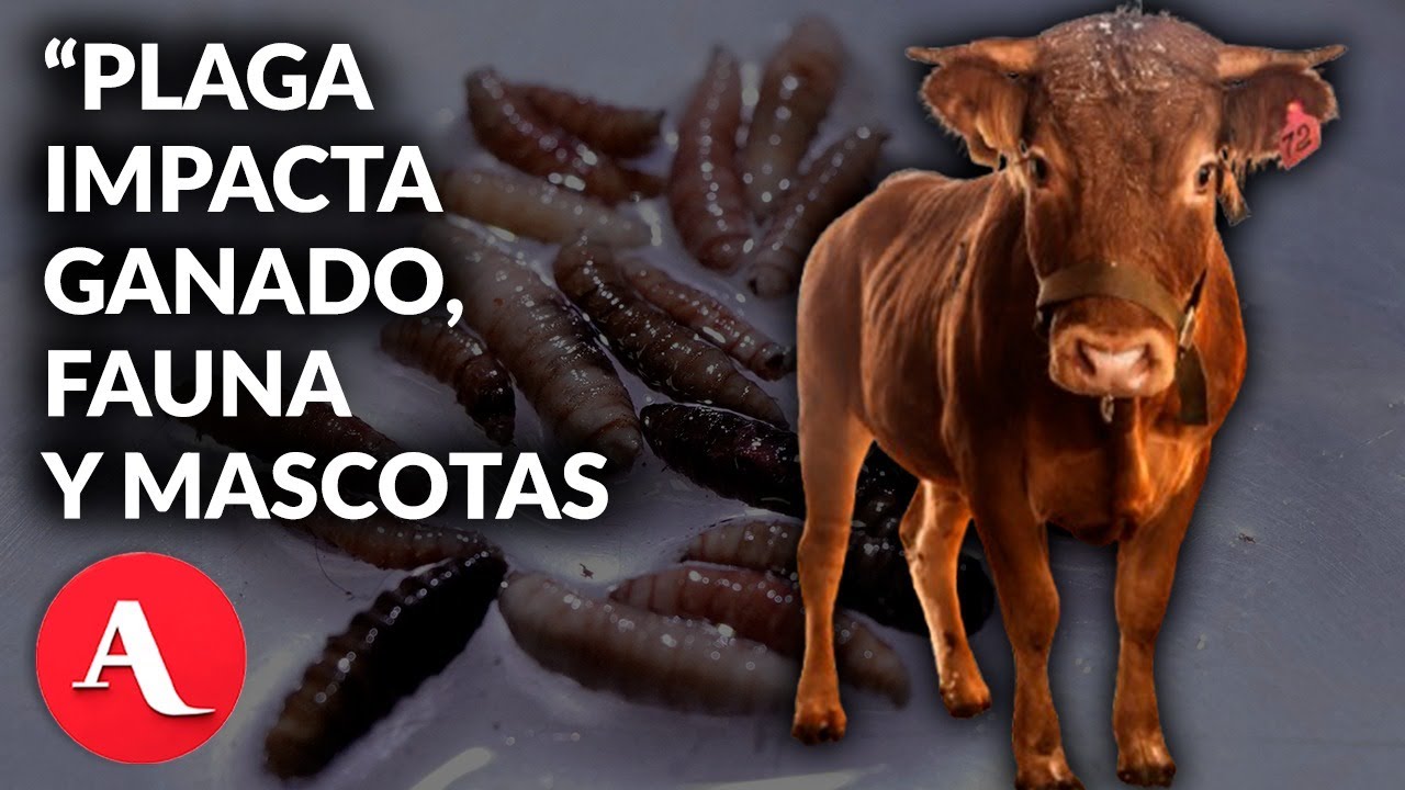 El ABC del gusano barrenador: moscas estériles, exportación de ganado y la polémica con EE.UU.