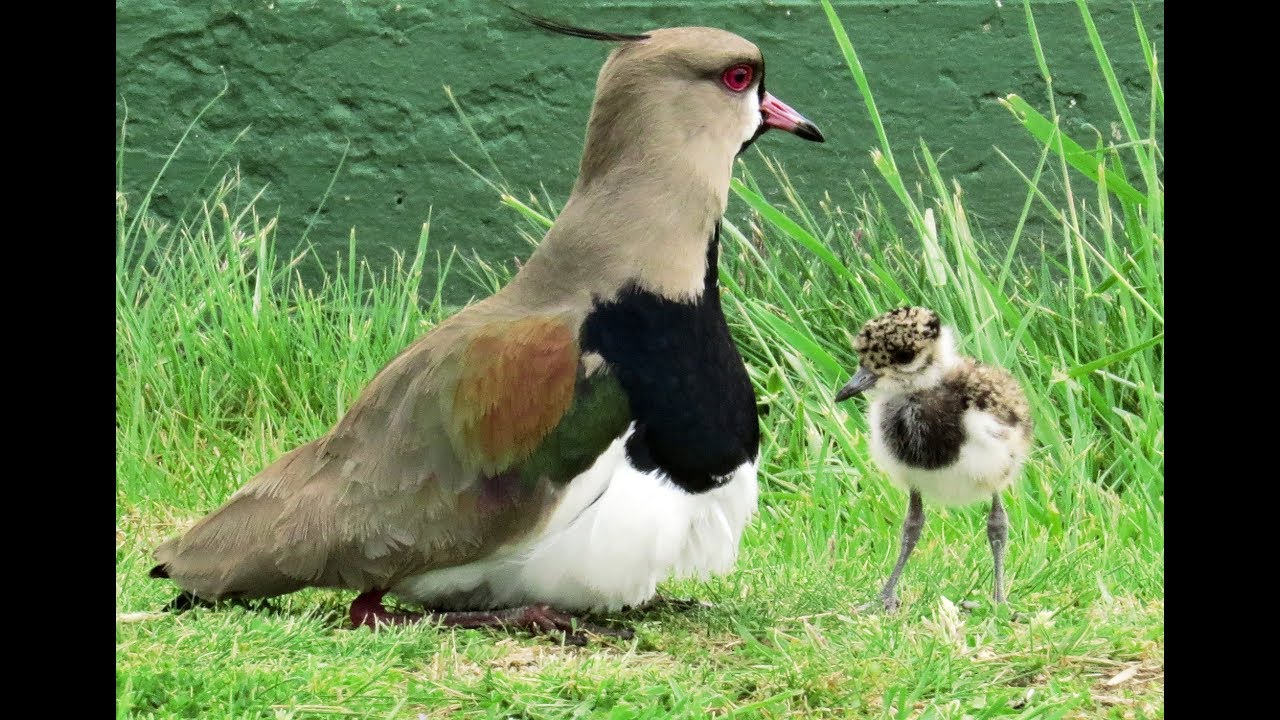 TEROS CON PICHONES