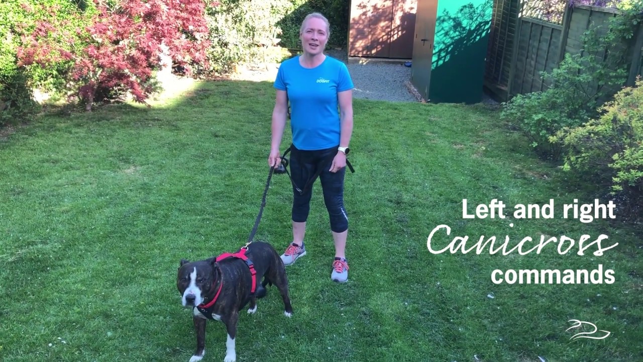 How to teach your dog commands for Canicross.