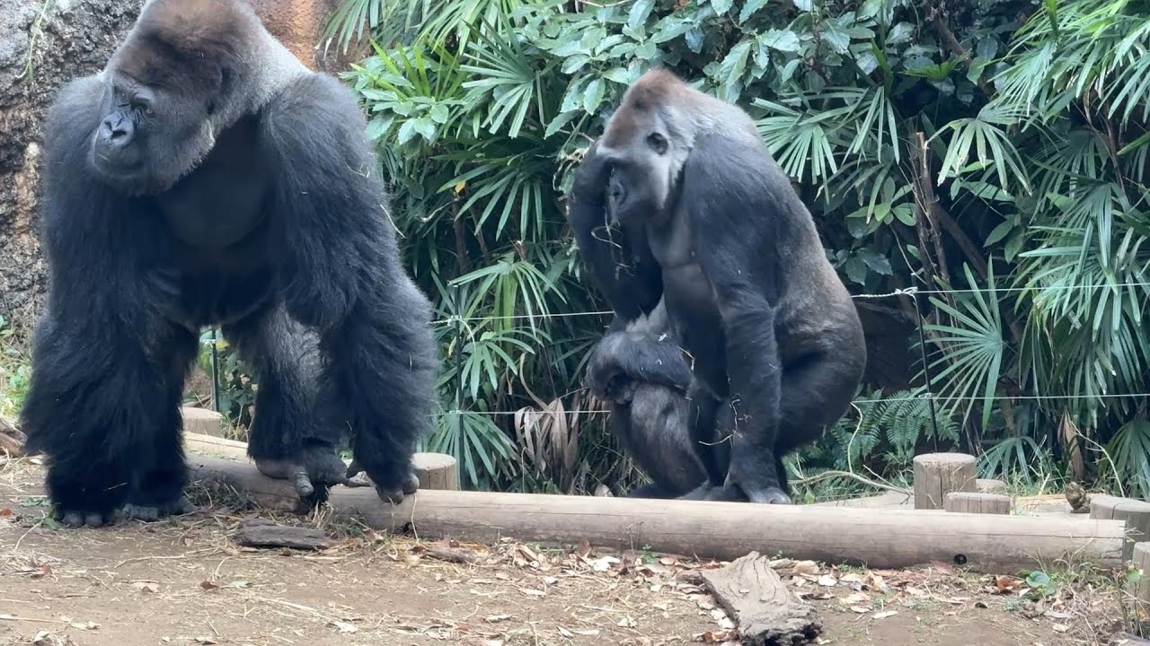 gorilla お部屋に帰る時間！モモコを待つハオコ【2025年‎12月9日】【上野動物園】ゴリラ💗