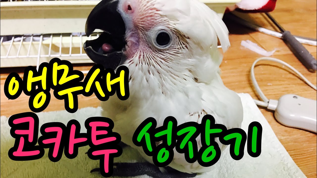 앵무새 성장기. 엄브렐라 코카투 링고