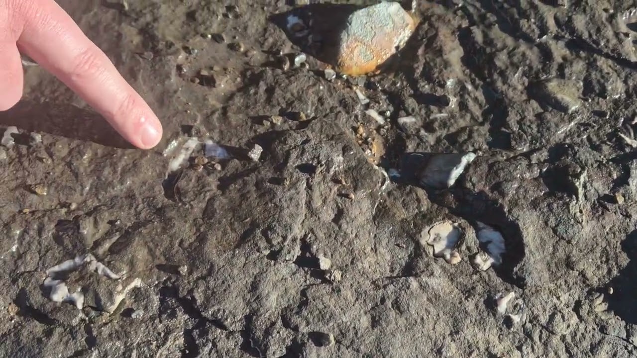 Noah's Flood Fossil Evidence - Morton, The Shoalhaven