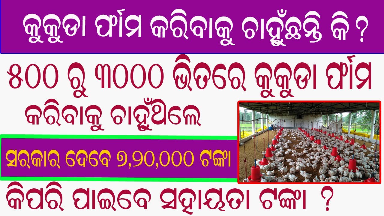 Broiler Farming in Odisha: Get ₹5.4 Lakh Government Subsidy in 2025 | Odisha Broiler Farming Scheme