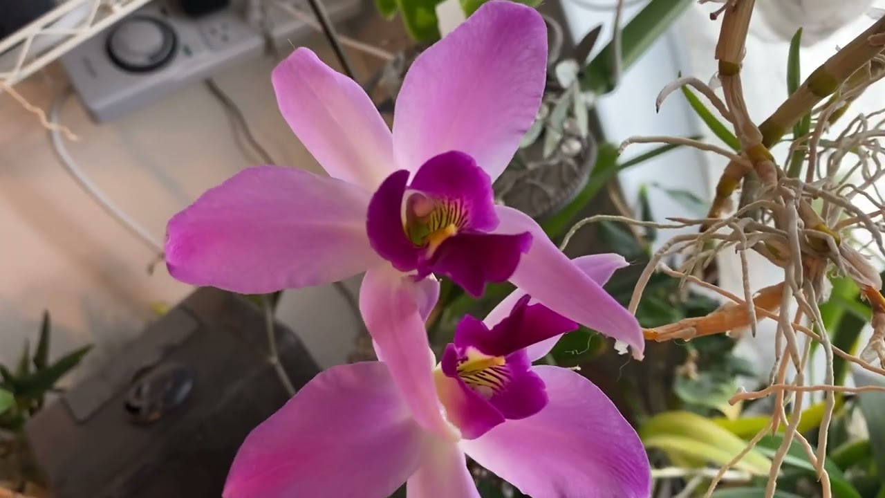Quick Orchid Room Update