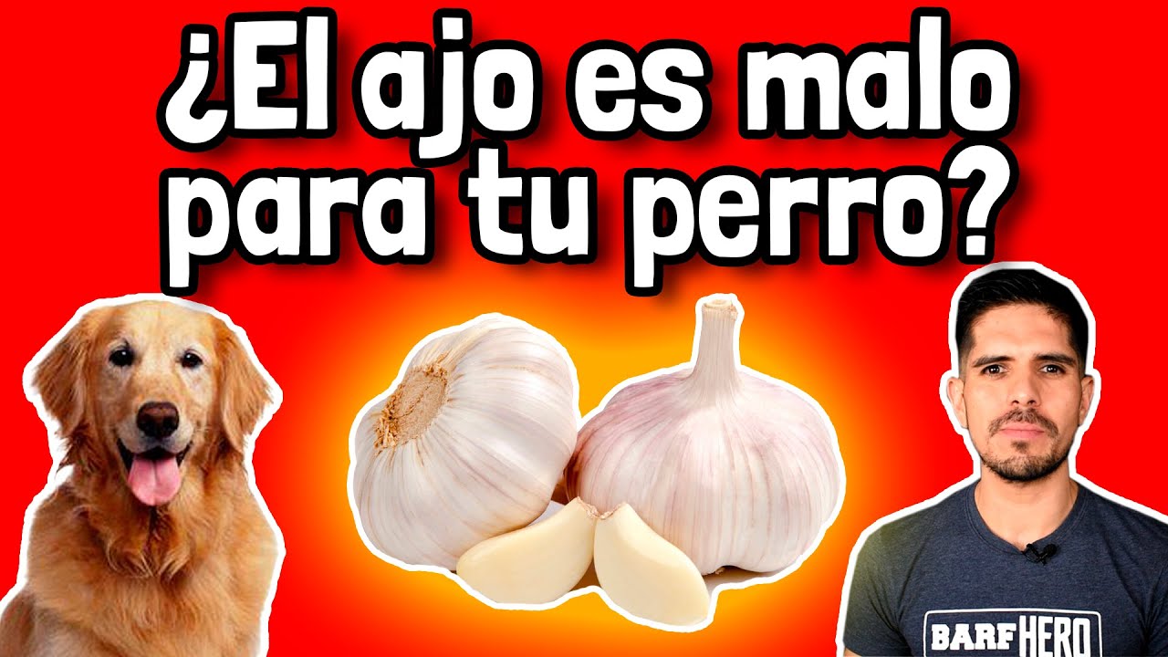 ¿Le puedes dar ajo a tu perro?