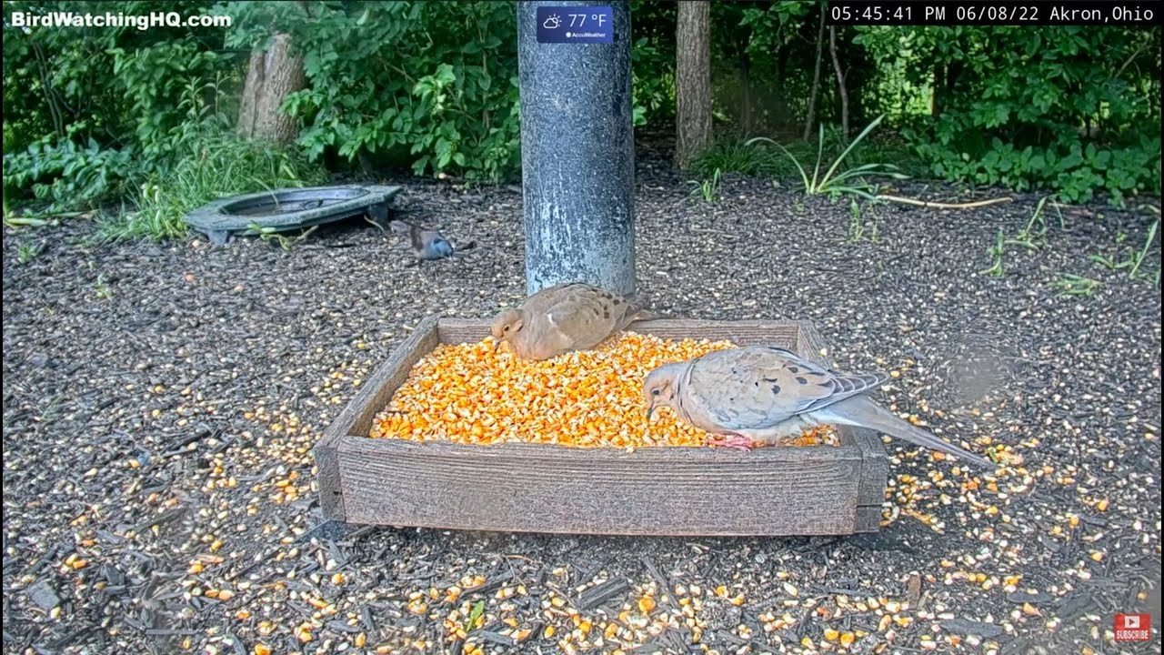 Raccoon Attacks Dove and Eats It on Cam (💥WARNING GRAPHIC💥) BWHQ Akron, OH #RACCOON   🦝