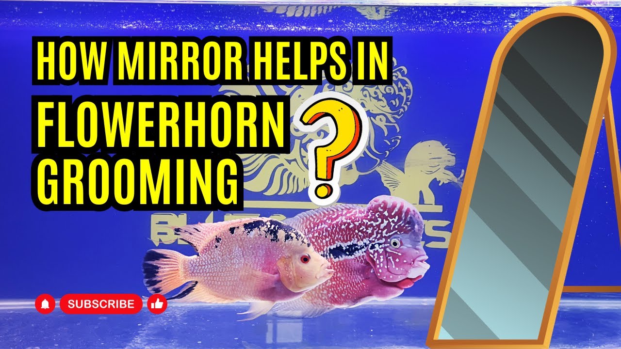How to use Mirror in Flowerhorn Fish Grooming? || How to Groom Flowerhorn Fish?