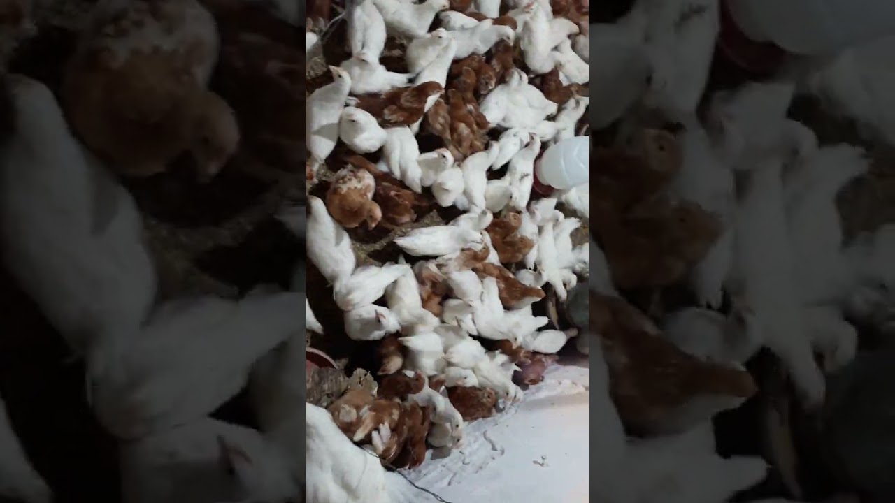 PINTAINHAS NOVOGEN COM 40 DIAS DE VIDA. 