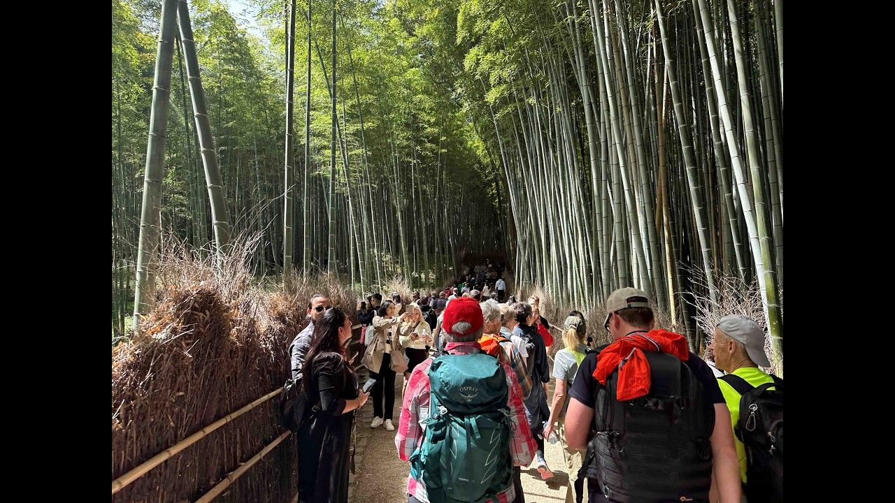 Bamboo Grove; Kyoto Japan