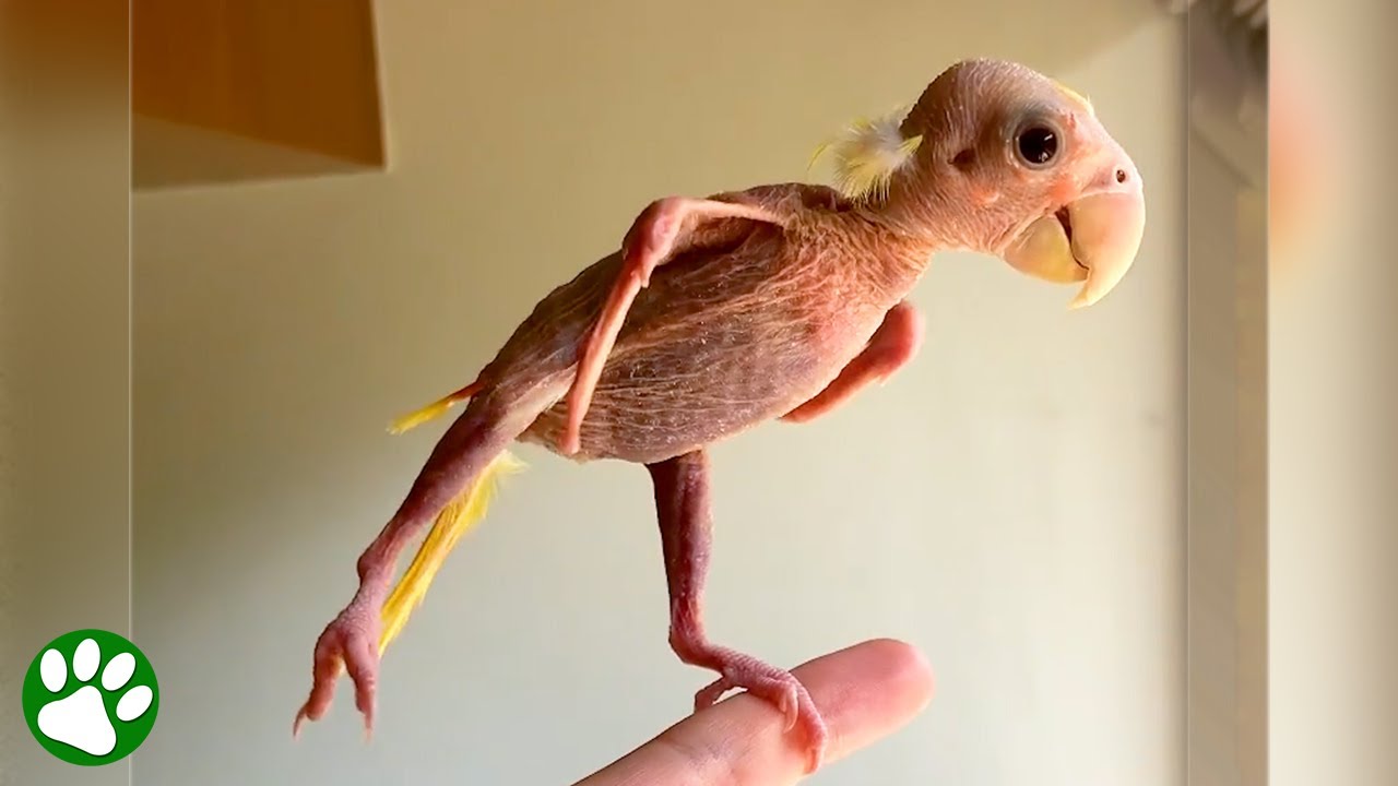 Lovebird looks like tiny naked dinosaur after she lost all her feathers