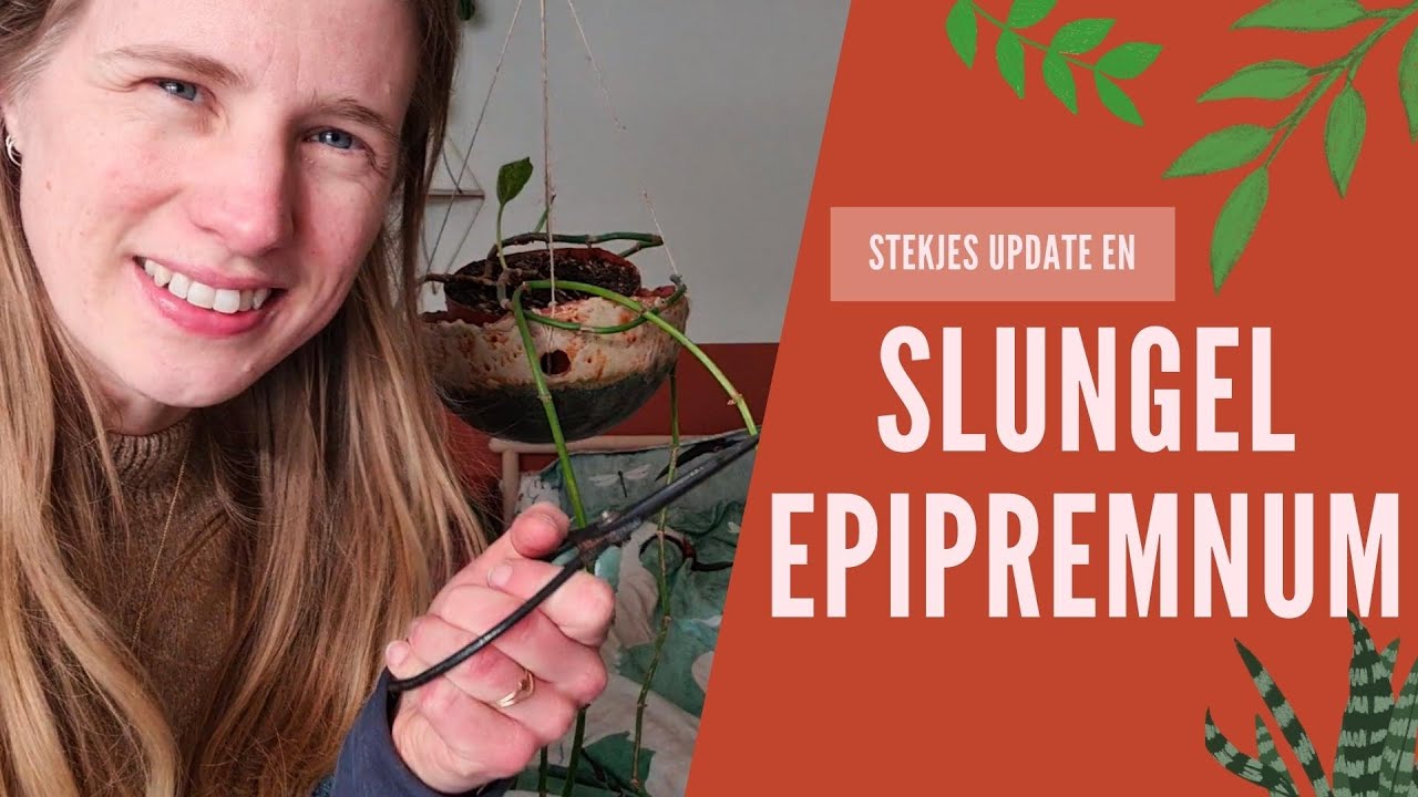Meterslange drakenklimop en een stekjes update 🌿