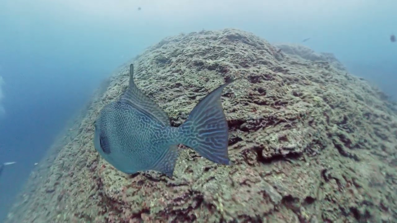 Azoren St Miguel Ilheu west 28.07.25 Dive 2 full dive
