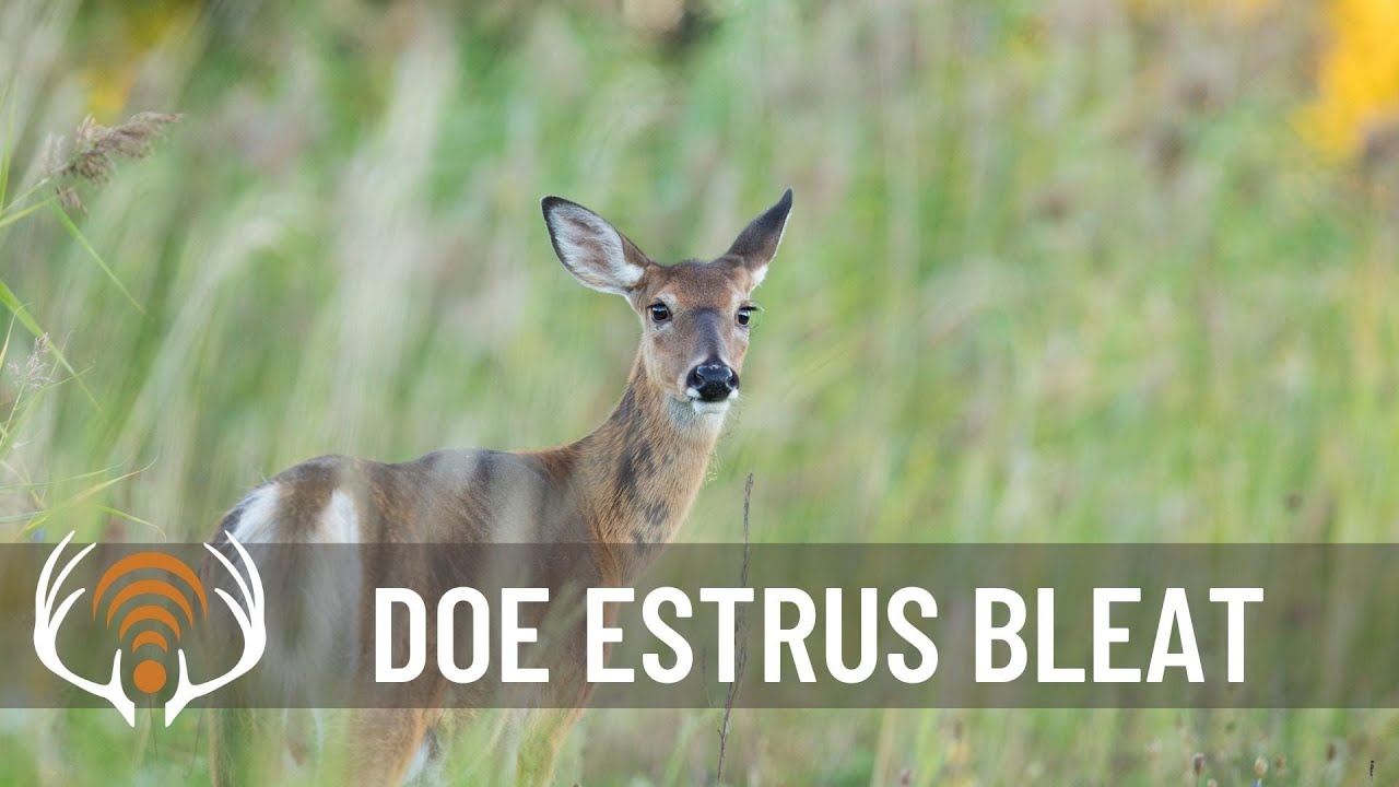 Doe Estrus Bleat - Call in Big Bucks!