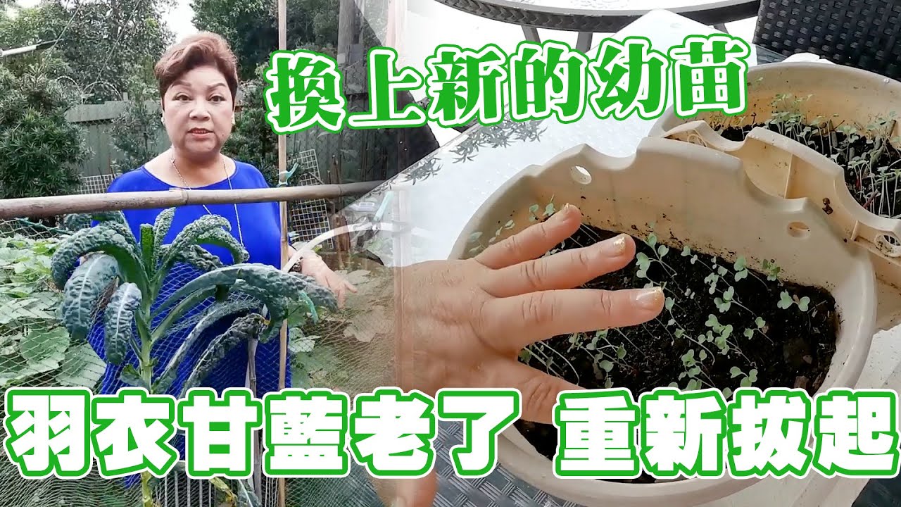 肥媽花園 | 羽衣甘藍老了要重新拔起 換上新的幼苗種過