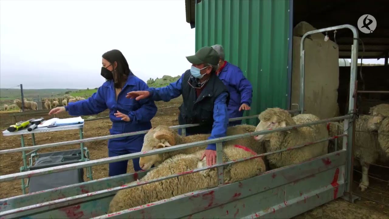 Ovejas australianas en Extremadura gracias a la ganadería de Rita | Maestros del campo