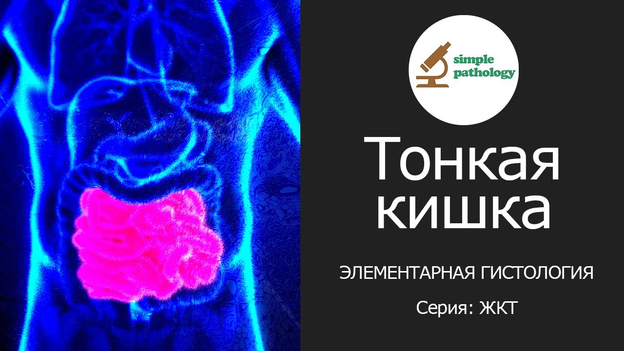Тонкая кишка | Элементарная гистология