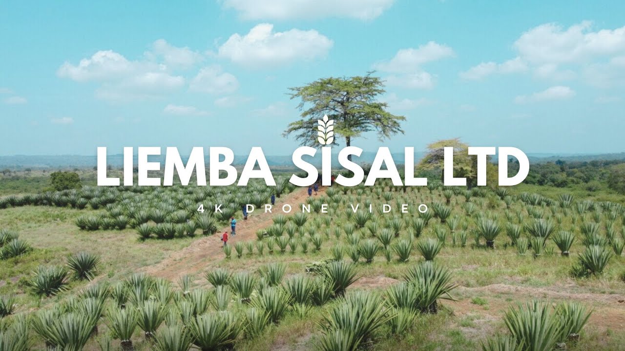 Breathtaking Drone View of a Sisal Plantation in Tanga, Tanzania | 4K Aerial Footage