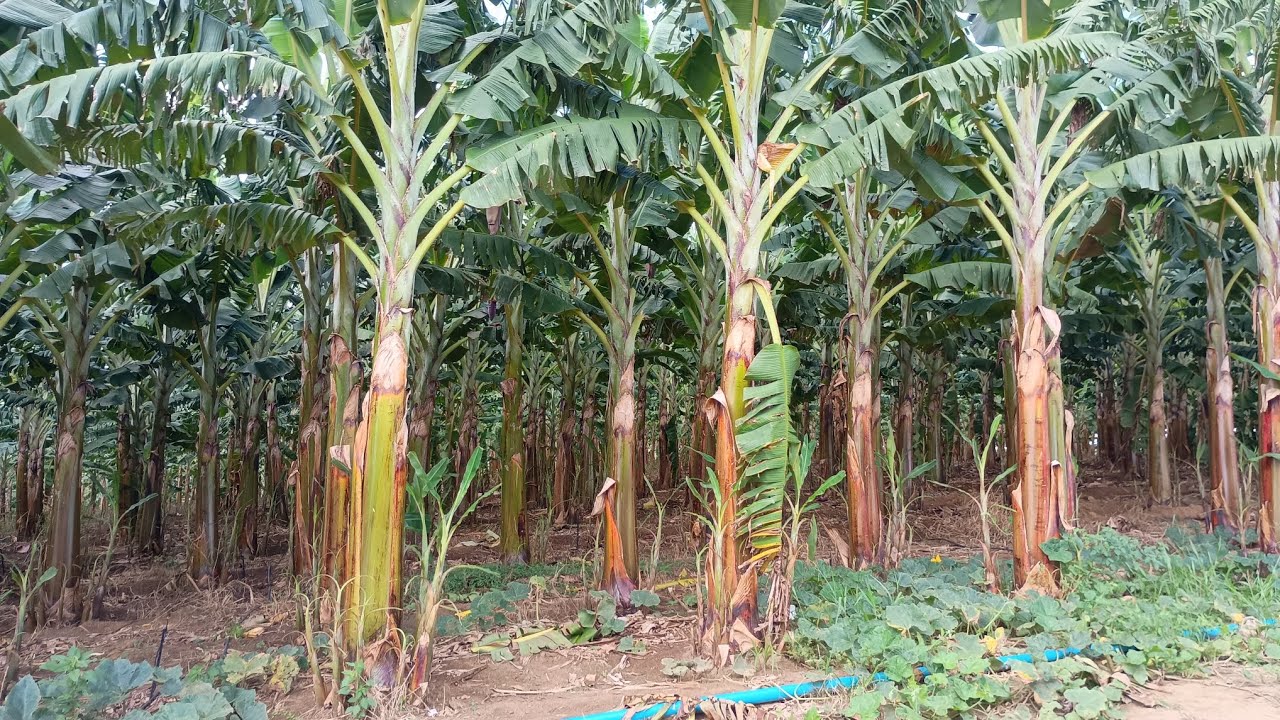 banana terra cacheou com 9 mês após o plantio