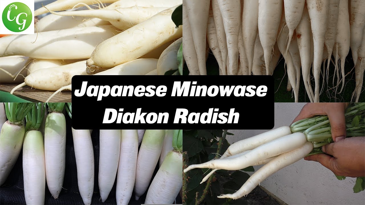 Grow Giant Daikon Radishes! Japanese Minowase Propagation | Raised Bed Gardening