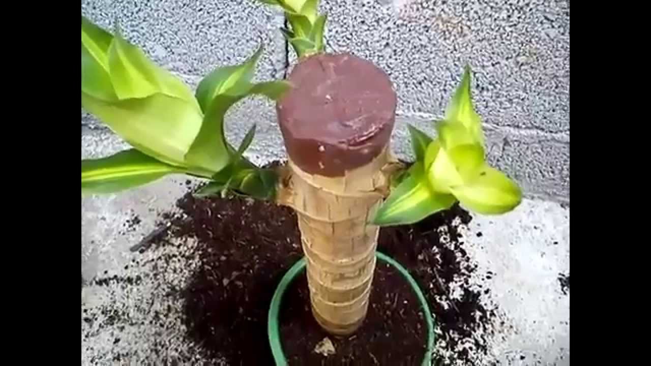 Transplante de tronco (PALO) de Brasil