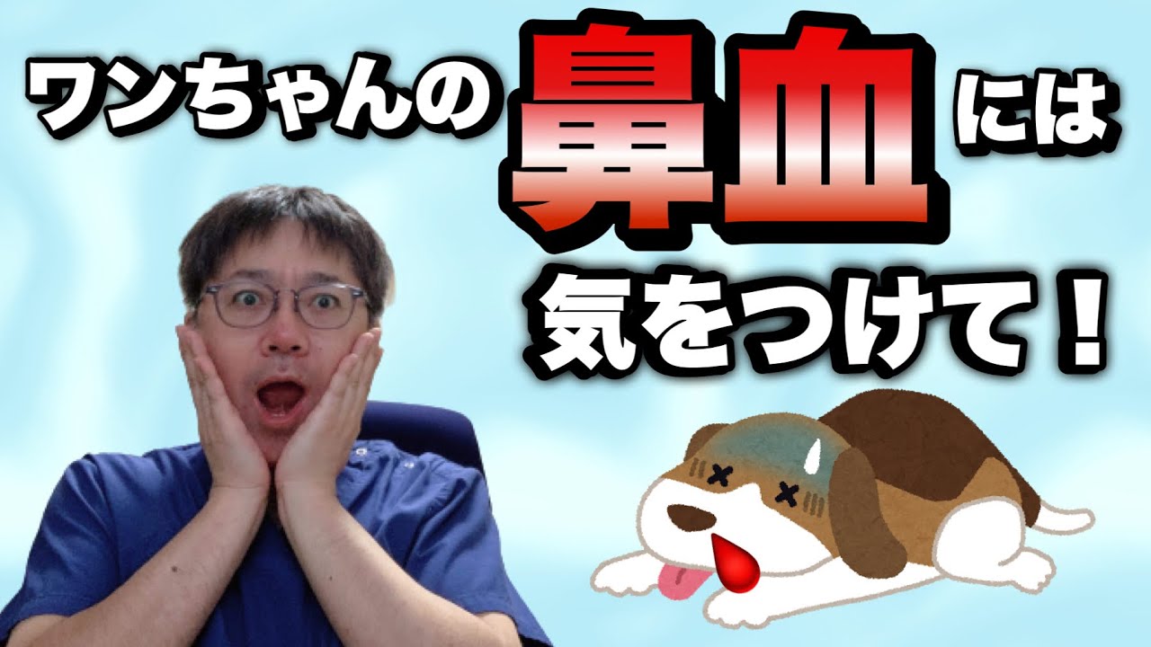 【愛犬のための知識】ワンちゃんの鼻血には気をつけて！病院に行くべき症状の見分け方