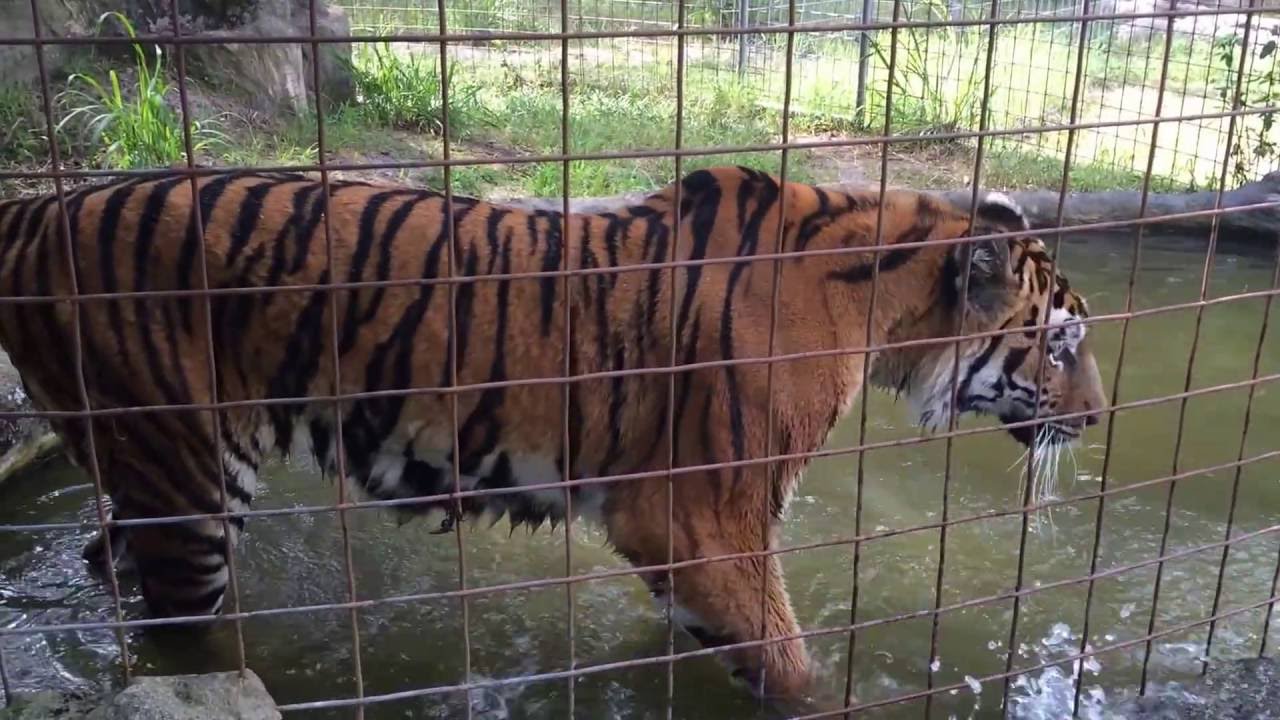Keisha the Tiger First Day in Pool