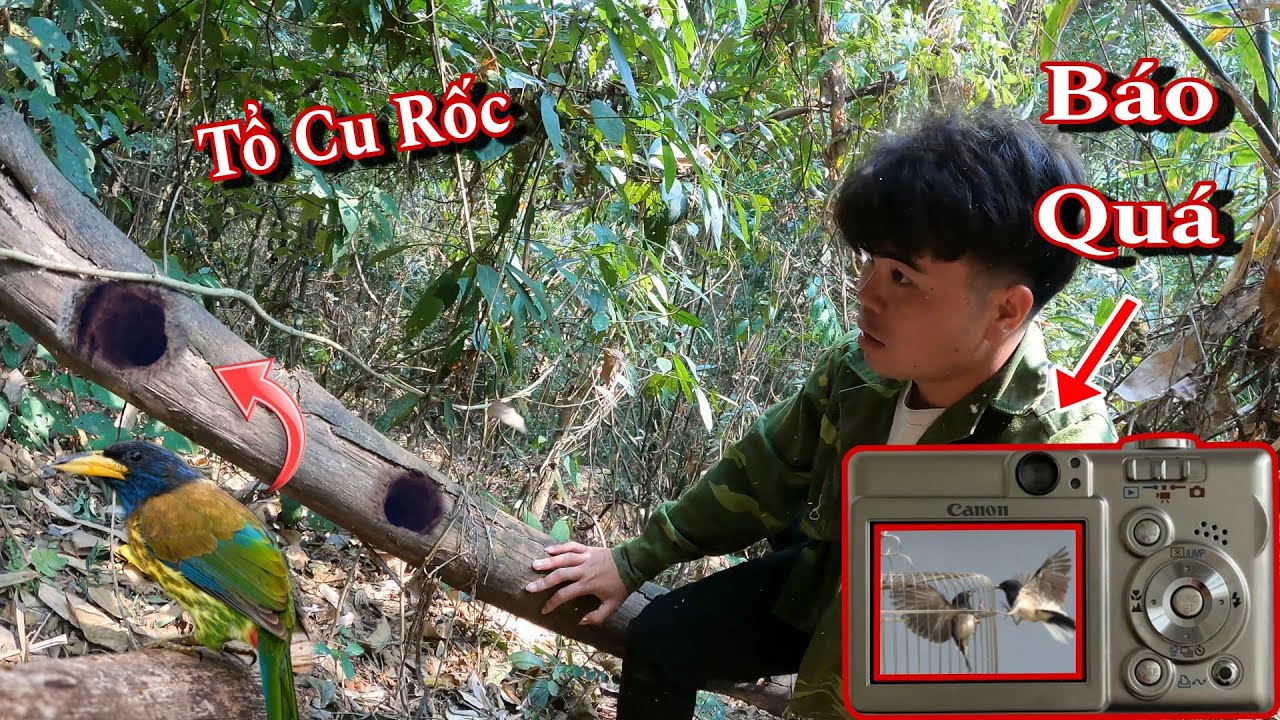 Báo Thủ Chòe Than Rừng Về Chiến Tận Nhà | Dân Tộc Tây Bắc Tv