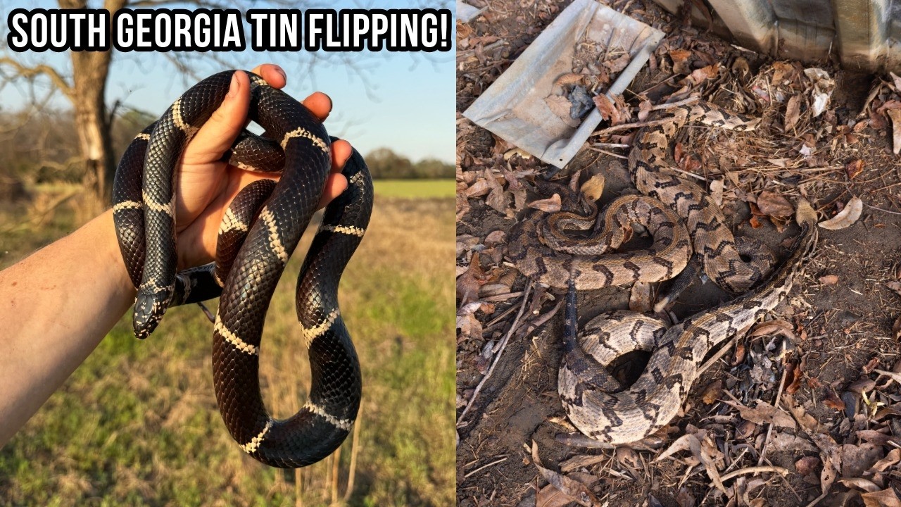 3 Big Rattlesnakes Under One Sheet of Tin?! Kings and Canes in Southern Georgia