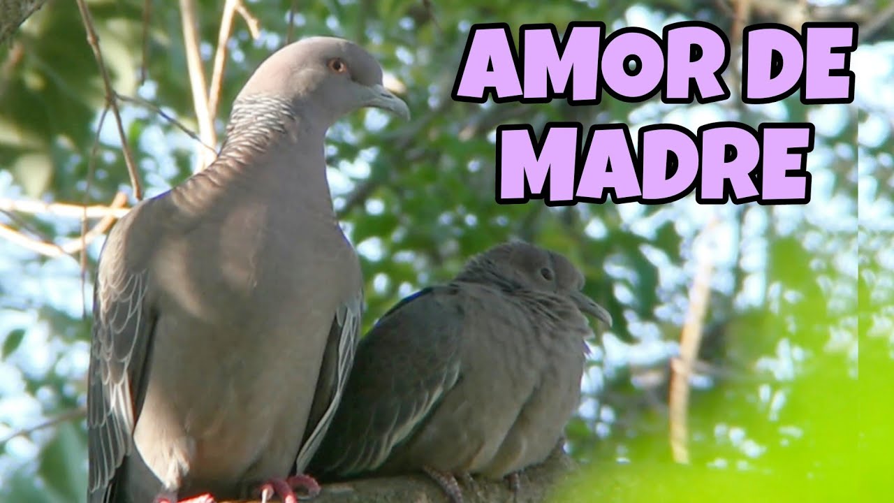 Hembras de distintas especies de AVES cuidando a sus crías.