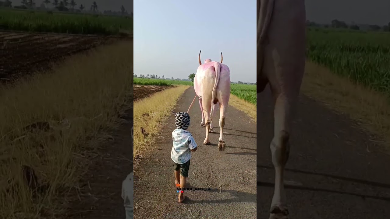 Mudhol Race Bulls||🚩😎❤️❤️❤️ 