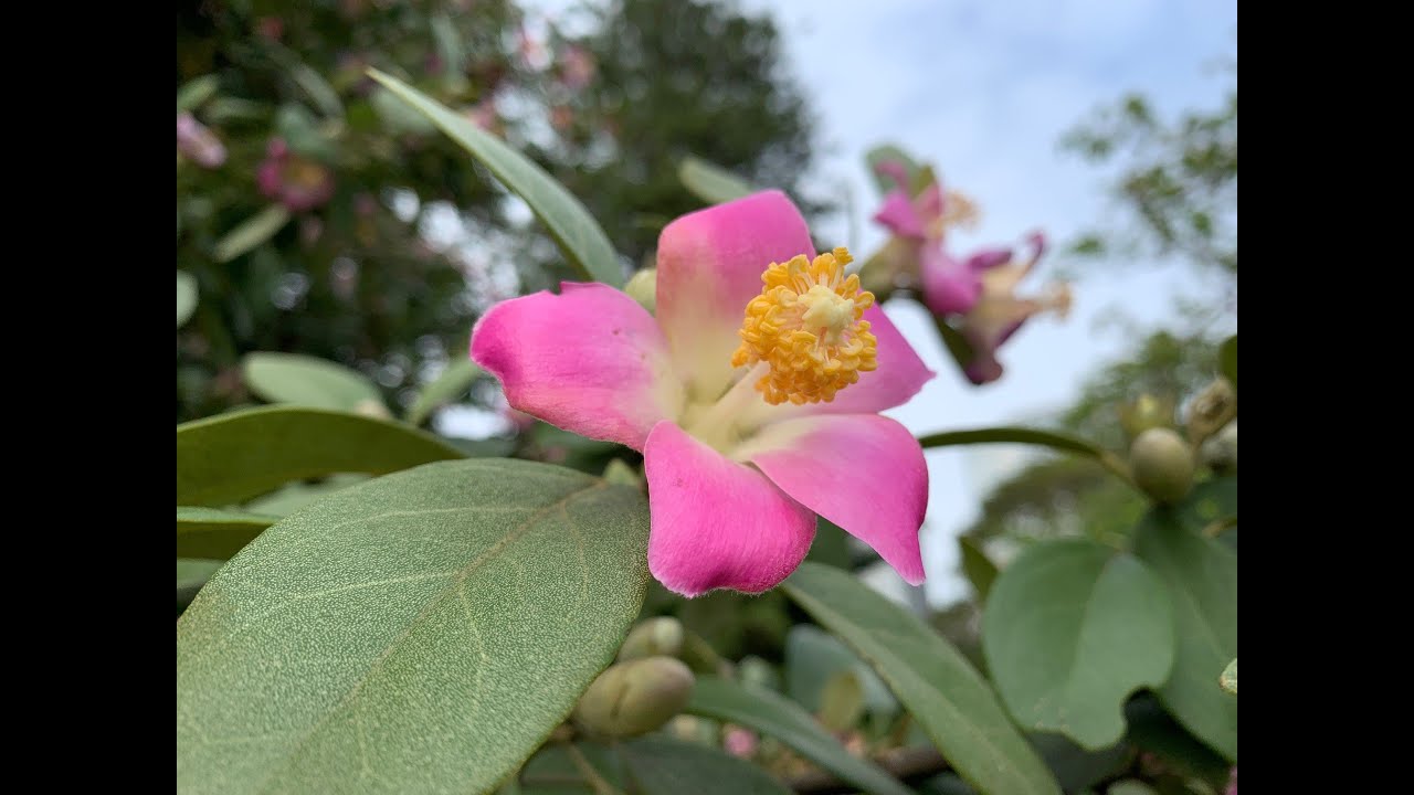 Norfolk Island Hibiscus - Lagunaria patersonia
