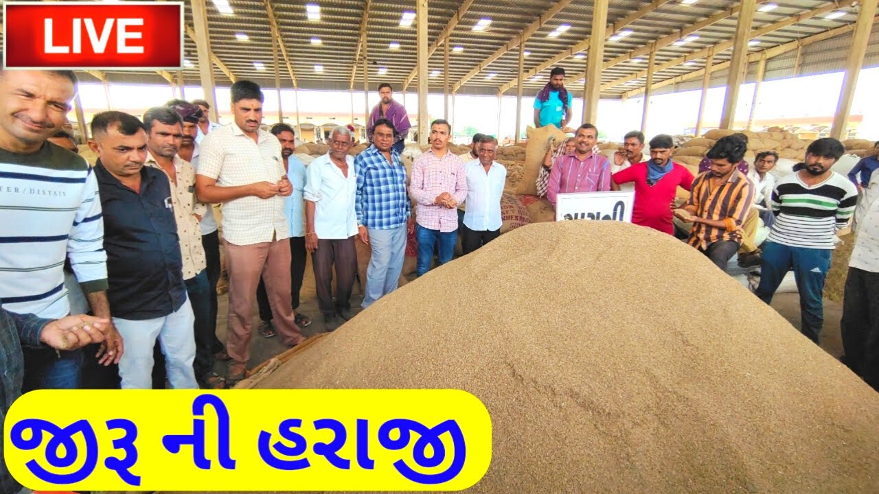 🔴 live cumin trading in jasdan APMC,October 8, 2022