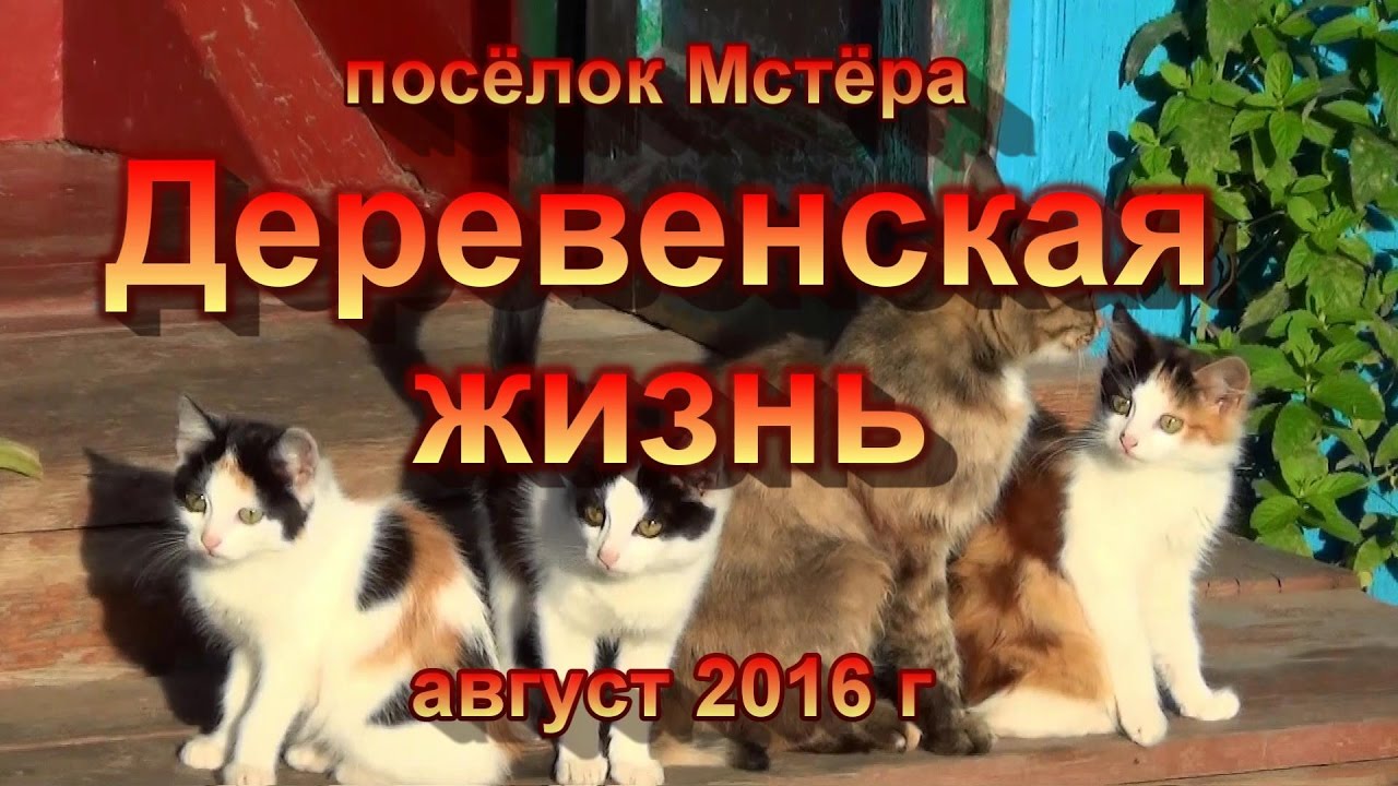 Деревенская жизнь. поселок Мстера. Отдых от города.