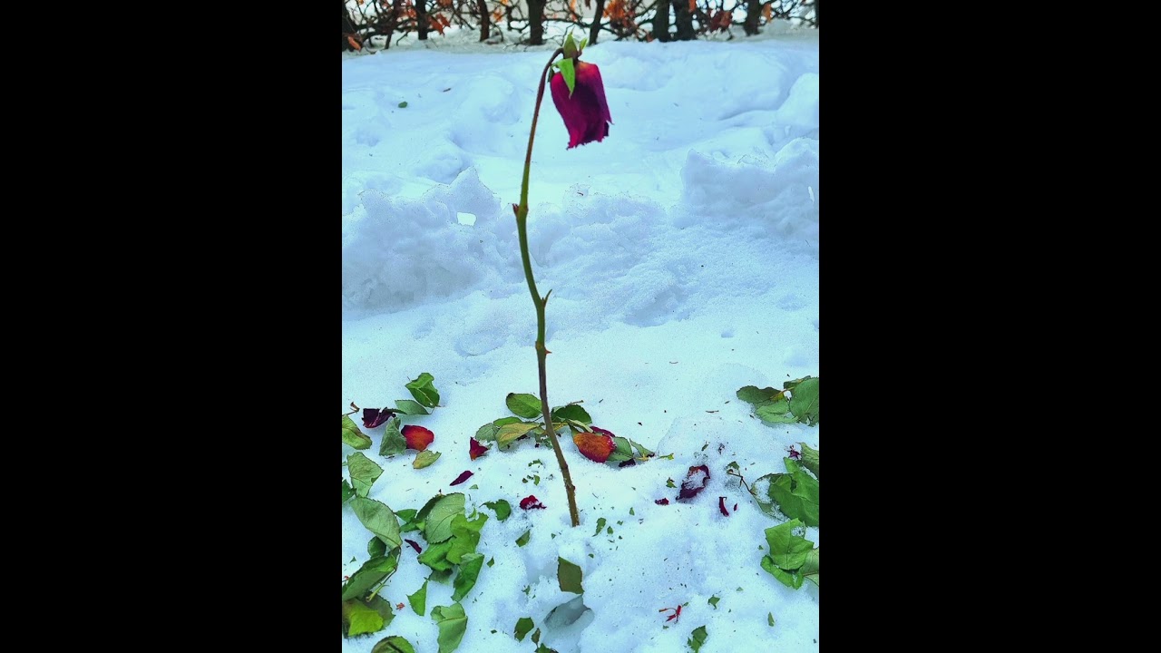 17. februar 2026