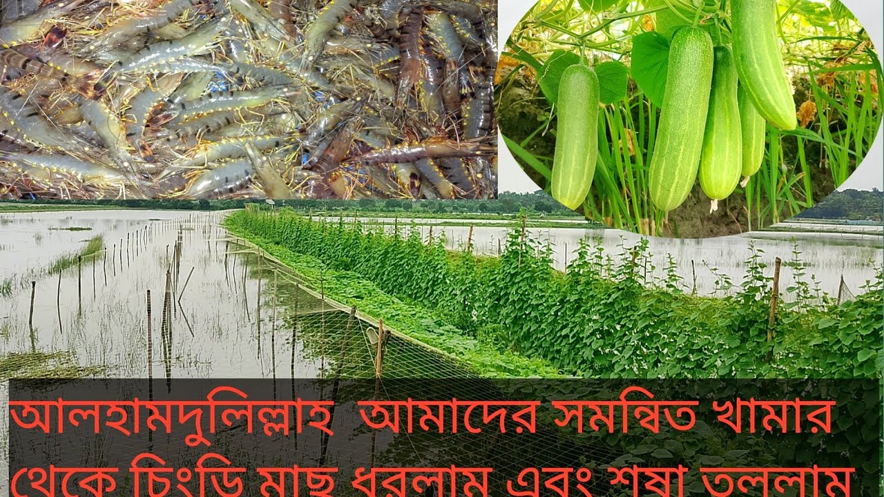 আলহামদুলিল্লাহ আমাদের সমন্বিত খামার থেকে চিংড়ি মাছ ধরলাম এবং শষা তুললাম 