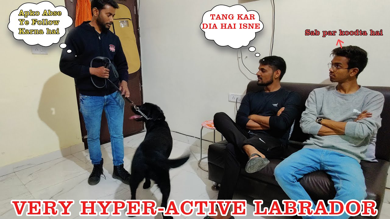 Frustrated Dog Owner with Hyper-active Labrador dog, Dog Training Video with full of Tips & Tricks