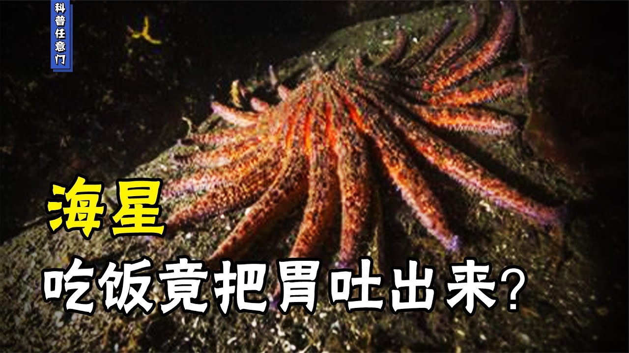 海星吃饭有多恐怖？为了吃饭把胃掏出来，真实的海星颠覆你的想象【科学任意门】