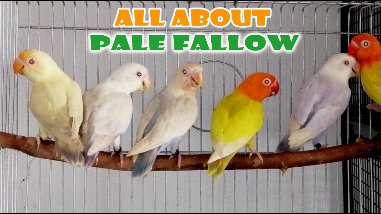 ALL ABOUT PALE FALLOW