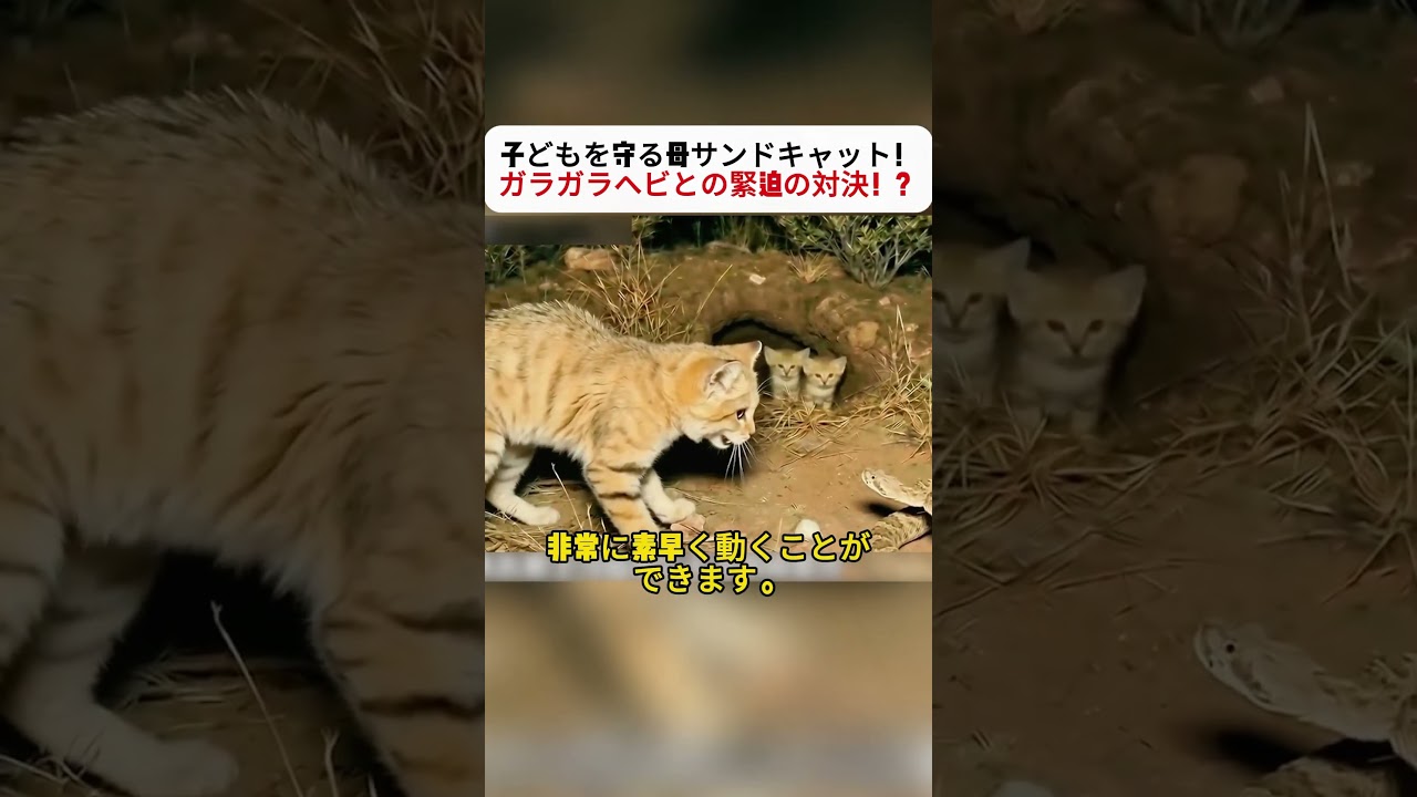 子どもを守る母サンドキャット！ ガラガラヘビとの緊迫の対決！？  #サンドキャット #ガラガラヘビ #野生動物 #自然ドキュメンタリー #動物の世界