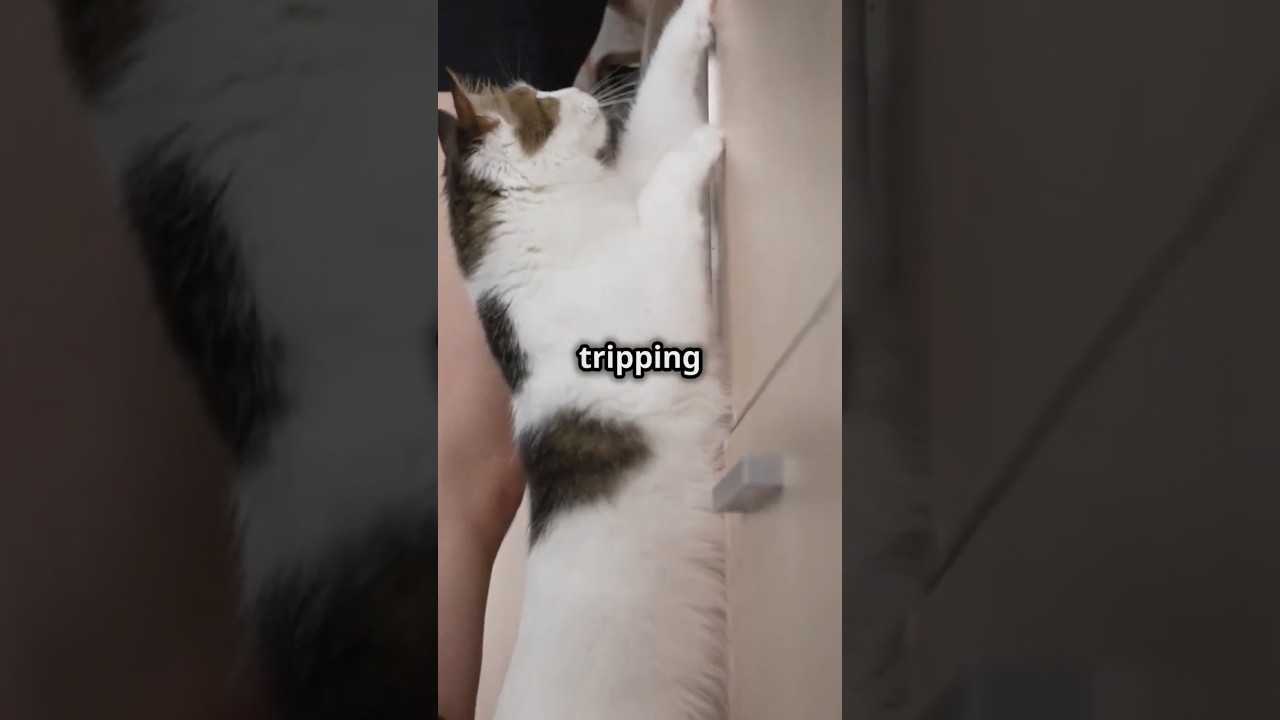 Why Cats Block Your Path? The Truth Is Hilarious! #cat #pets