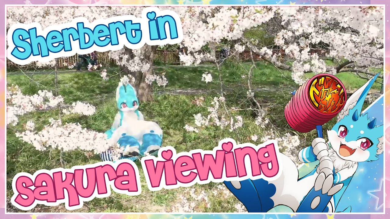 Let's Go See Sakura - Hanami Cherry Blossom Viewing!