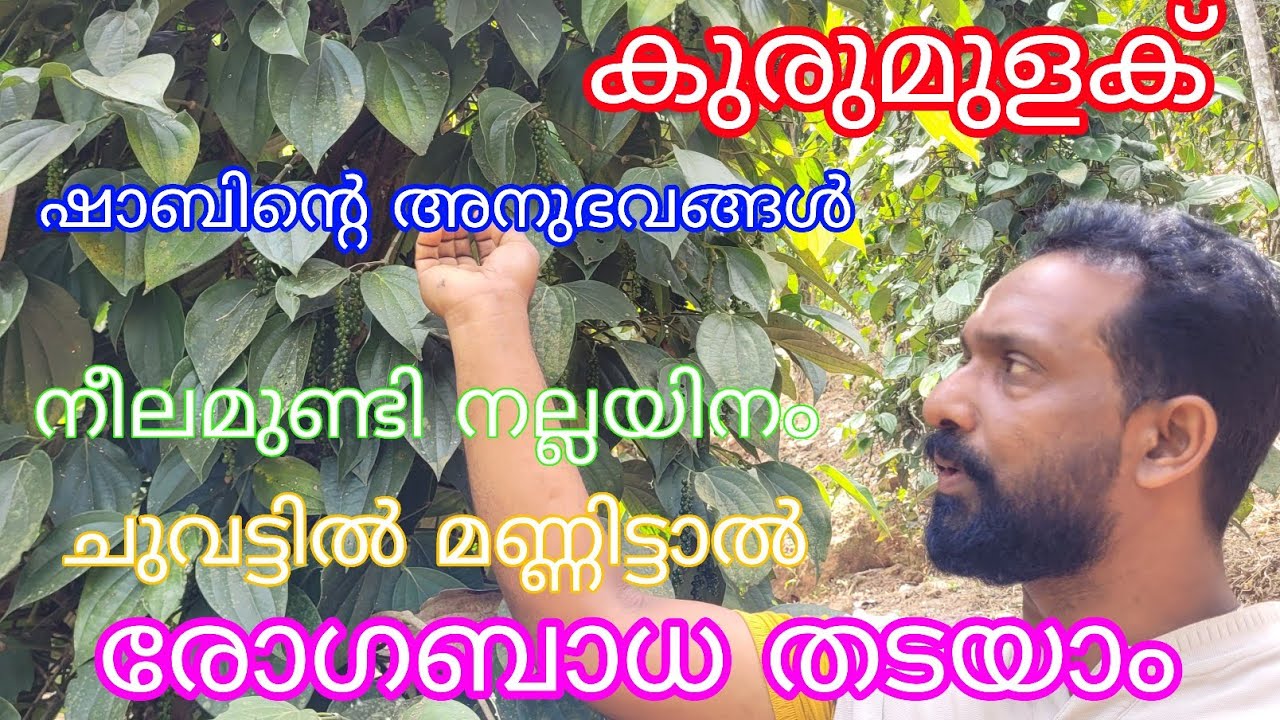 Pepper Dieases free Plantation#Shabin#Manjappara#Antony Muniyara Vlogs