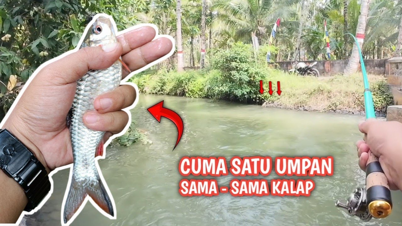 MANCING DI AIR KERUH DAN AIR BENING‼️ SATU UMPAN SAJA CUKUP 🎣🔥